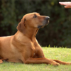 addestramento-DI-BASE-per-cani-fabriano