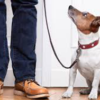 addestramento-DI-BASE-per-cani-fabriano1